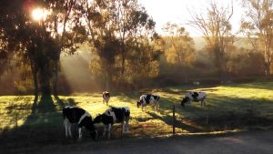 Cow Appreciation Day at Fair Cape Dairies